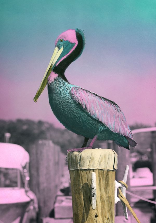 Pinkus Pelicanus