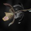 Butterfly Orchid 1