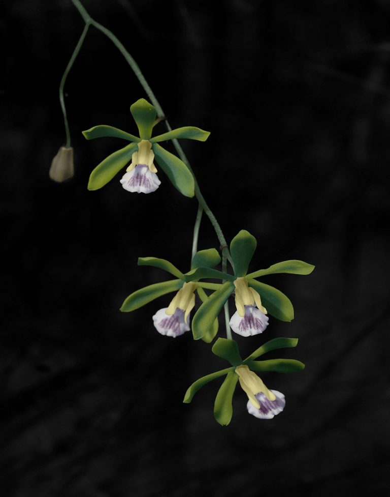 Butterfly Orchid 2