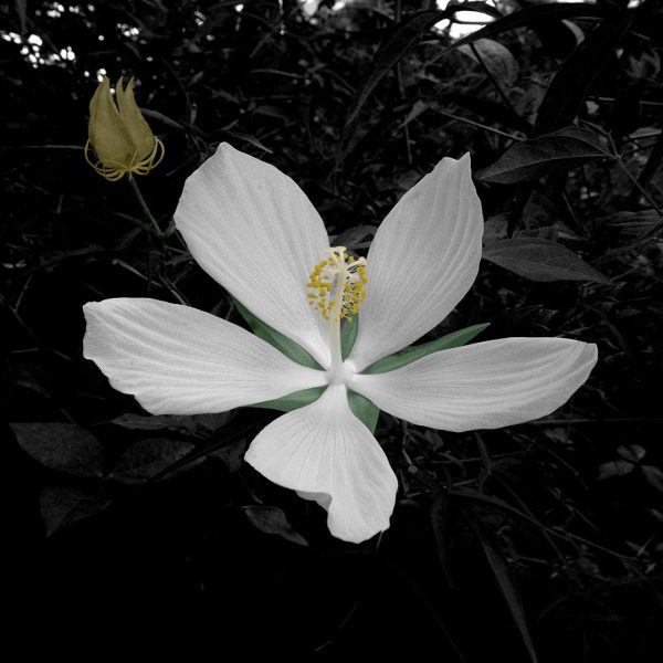 Wild White Hibiscus 1