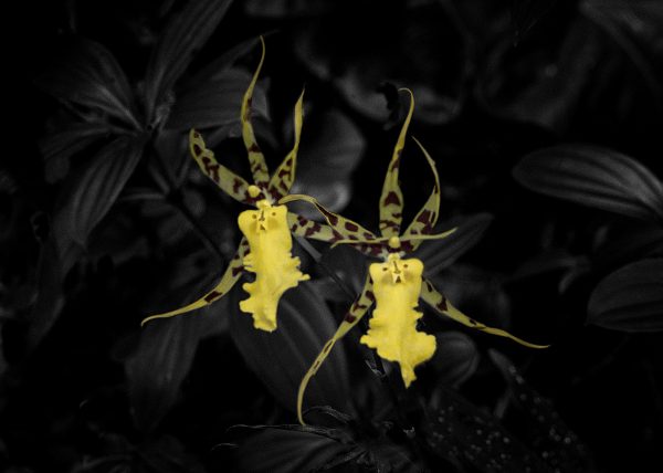 Kandyan Dancer Orchids