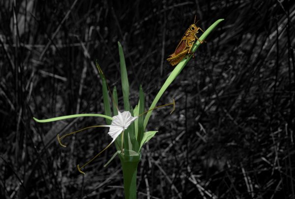 Spider Lily with Lubber