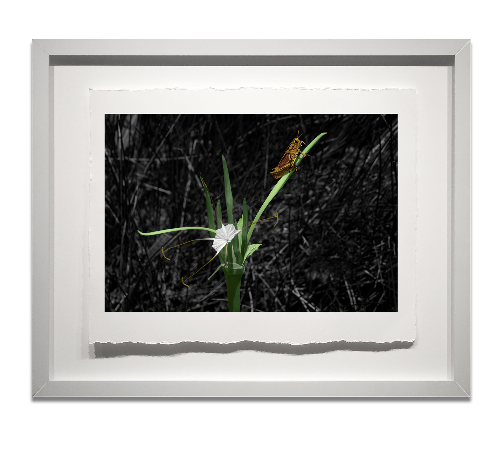 Spider-Lily-with-Lubber