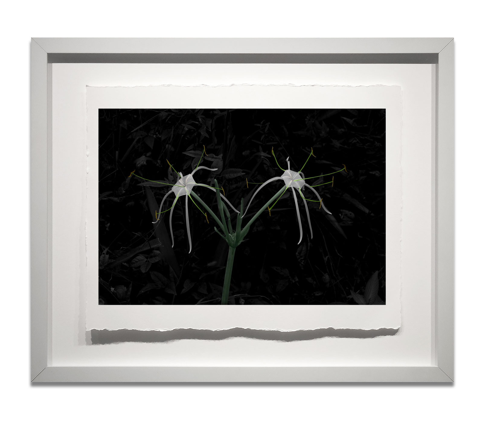 Spider-Lily